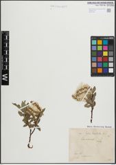 Foto von Salix hastata L.